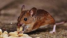 24 Hour & Emergency Exterminators in Bloomville, SC